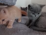 Bkh Kitten Reinrassig / Stammbaum Blue , Creme - Bielefeld