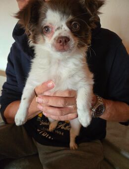 Chihuahua Hündin Reinrassig - Kraftisried
