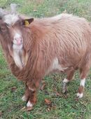 Zwergziegen, Zwergziege, Ziegenbock in 38889