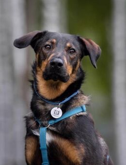 Ruhiger Miroscha sucht seine Menschen - Duisburg