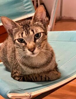 Nina; einsam auf eigenen Pfötchen - Geilenkirchen