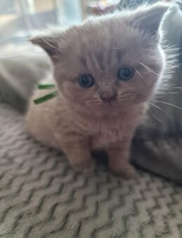 BKH Kitten - Germersheim