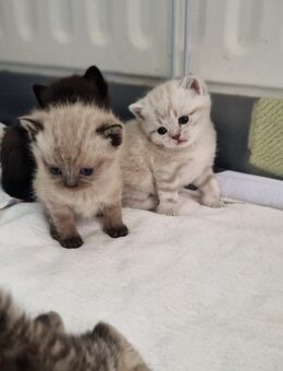 Reinrassige BKH Kitten in SONDERFARBEN - Stuttgart
