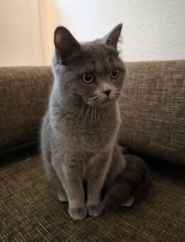 BKH Katzen - Neuss