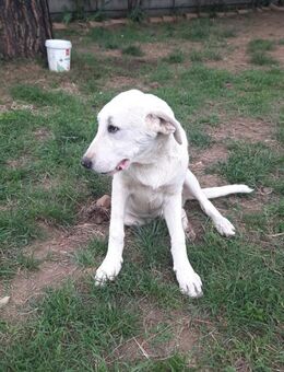 Holli 🍀🍀🍀 liebevolle Junghündin - Bad Karlshafen