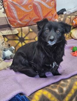 Irina durfte einen Welpen behalten - Berlin