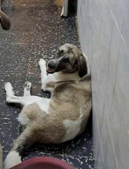 Annie möchte endlich ankommen 💕 - Marienfließ