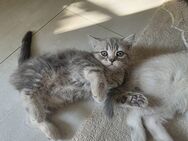 Bkh kitten - Oberhausen