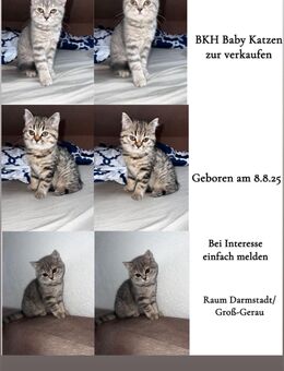 Süße BKH-Mix Babykatzen – weiblich – abzugeben (Raum Darmstadt / Groß-Gerau) - Biebesheim (Rhein)