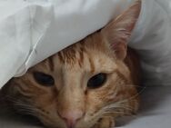 Wunderschöner roter Hauskater (11 Monate)sucht liebevolles Zuhause - Mönchengladbach