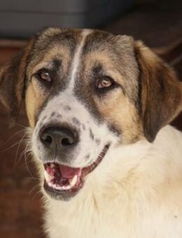 Canis, geb. ca. 12/2022, Griechenland - Markdorf