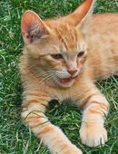 Super süßes katzenbabys in 44328