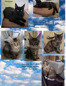 Maine Coon Kitten mit herausragendem Stammbaum suchen ein neues liebevolles zu Hause. - Roggwil BE