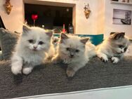 Ragdoll Kitten - Erfurt