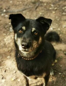 Asco sucht ein Zuhause - Pirmasens