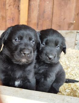 Welpen zu verkaufen Labrador-Border Collie - Pritzwalk