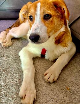 Kleiner Spike, 4 Monate alt, sucht neues Zuhause - Euskirchen