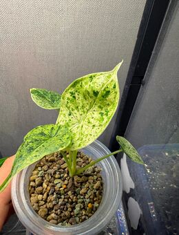 Alocasia Dragon scale Mint - Nusplingen