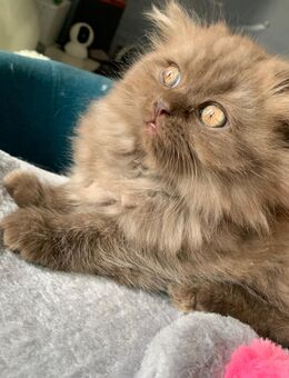 Wunderschönen Kitten/ Katze / Bkh / Cinnamon - Düsseldorf Zentrum
