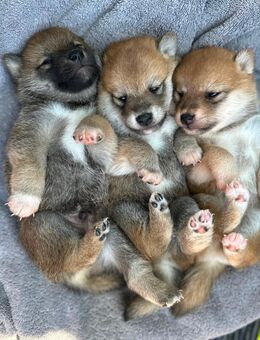 Shiba Inu Welpen suchen Traumzuhause - Aiglsbach