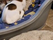 Jack Russel Welpen - Hellwege