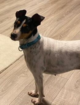 Suchard sucht eine liebevolle Familie - Grevenbroich