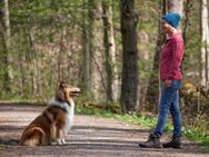 Hundeschule / Hundetraining - Mit Hunden sprechen Mitgliederbereich und Video-Kurse - Hildesheim