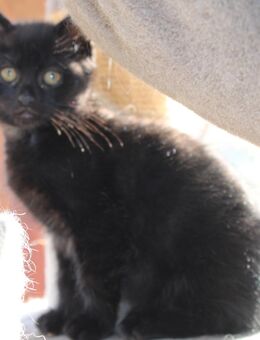 Zuckersüße Maine-Coon-BKH Mischlingskitten - Werdau