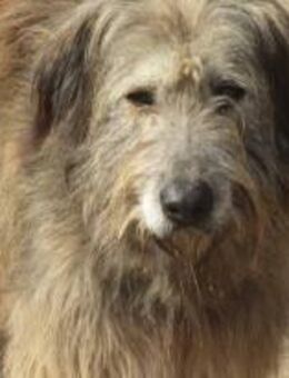 Willi ist der Anführer vom Rudel 🐾 - Elsdorf (Nordrhein-Westfalen)