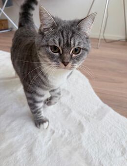 Ein liebevoller Platz für meine Katze gesucht 🐾 - Pinneberg