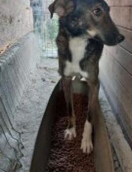 IVA 48 cm - Alpenrod