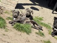 Cane Corso welpen - Beeskow