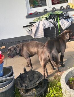 Wurfankündigung Cane Corso Welpen Reinrassig - Laufenburg (Baden)