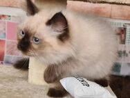Wunderschöner typvoller Neva Masquarade Kater mit Stammbaum - Karstädt (Brandenburg)