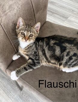 Süße Kätzchen suchen ein liebevolles Zuhause – Geboren am 11.05.2025 - Polch