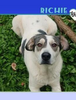 💛 RICHIE 💛 - LIEBT ALLES & JEDEN! - Alfeld (Leine)