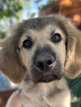 GARFIELD ~ ist der nicht süß - Duisburg