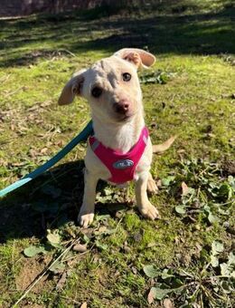 Gigi Kleine Chihuahua-Mix Welpe sucht - Hohenstein (Baden-Württemberg)