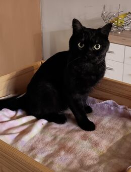 Sibirische Waldkatze BKH Mix Kater - Michelau (Oberfranken)