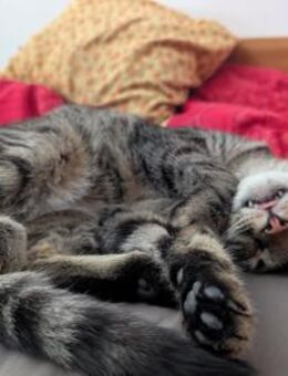 Unser zartes Katzenseelchen Findus - Berlin