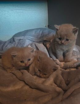 BKH Kitten Buben Grey Reinrassig - Cappeln (Oldenburg)
