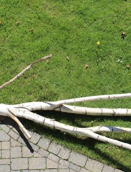 Birkenstämme zum Basteln, Heimwerken, zur Gartengestaltung - Neuenrade
