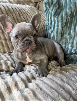 Französische Bulldoggen exklusive, reinrassige Welpen mit besonderer Farbgebung! - Hannover