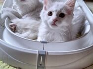 Maine Coon katze Kitten weiss