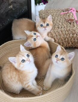 BKH Kitten Golden mit Stammbaum - Paderborn