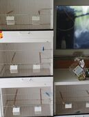 Zuchtboxen für Vögel in 37120