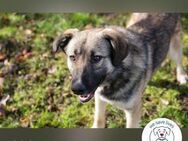 Akido – Sportskanone sucht Zuhause - Kirchzell
