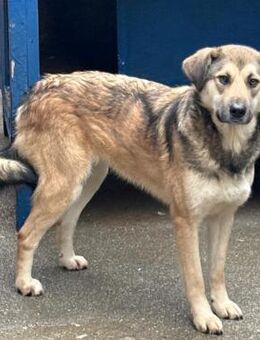 ❣️Molly - Junge Traumhündin🙏❣️ - Eislingen (Fils)