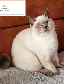 Reinrassige BHK-Kitten - Braunschweig