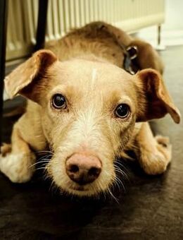 Ruhige Sandy - Eichenzell